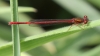 J17_3819 Xanthocnemis zealandica male